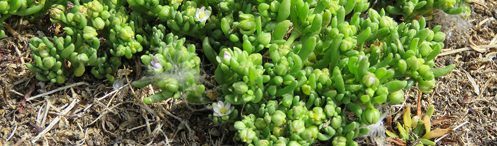 LESSER SEA-SPURREY Spergularia marina